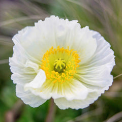 Dua Inspired Poppy Bouquet