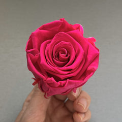 Orange Preserved Roses-Last 3 Years