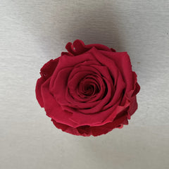 Orange Preserved Roses-Last 3 Years