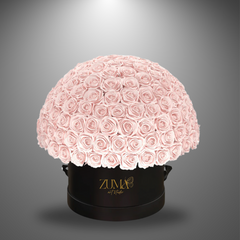 Bella Eternity Roses-Last 3 Years