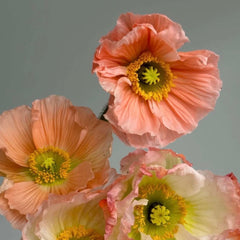 Dua Inspired Poppy Bouquet